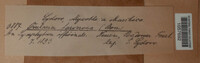 Ramularia farinosa image